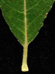 Salix ×reichardtii. Leaf base and petiole.
 Image: D. Glenny © Landcare Research 2020 CC BY 4.0